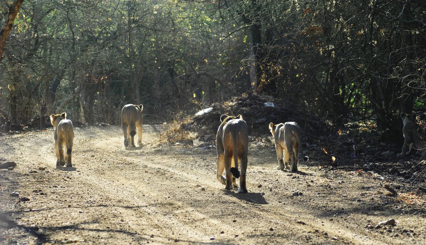 The Lions last walk WCT 1