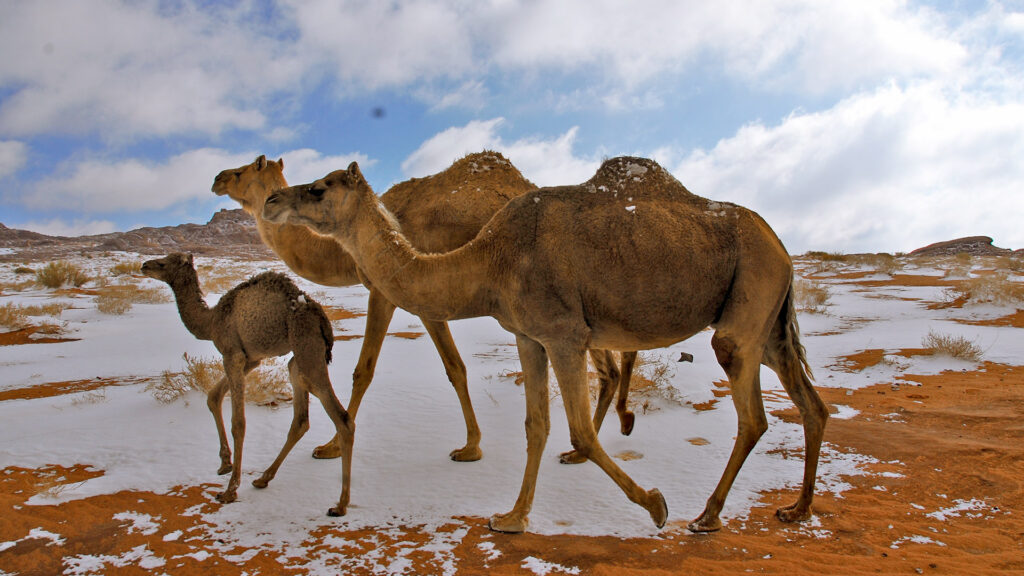 tabuk break free landing page winter campaign 1920x1080 7