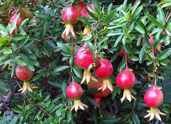 Pomegrante Cultivation Practices.