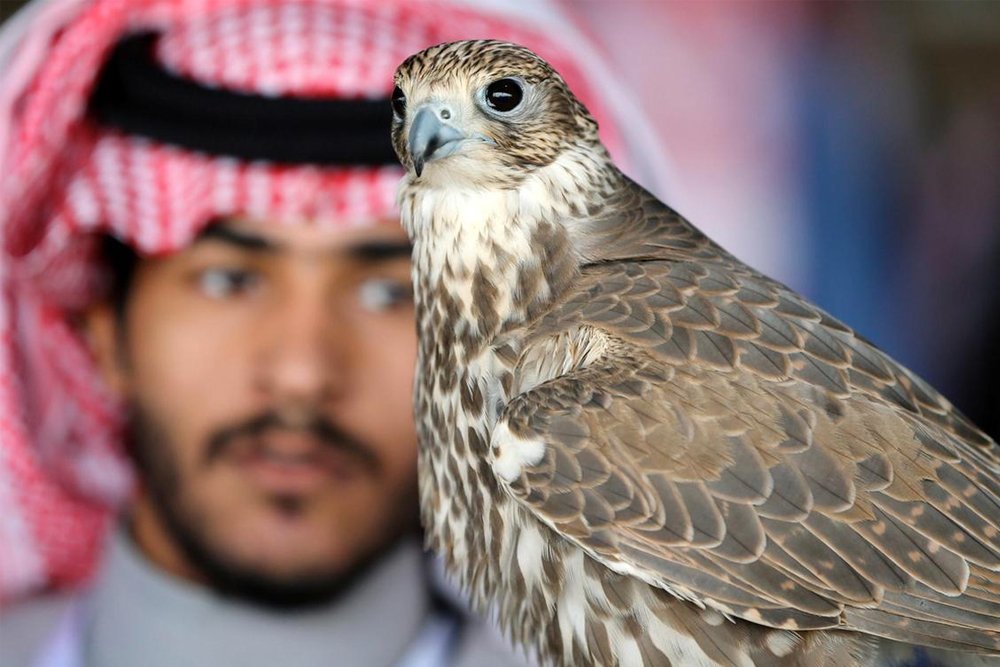 saudi falcons