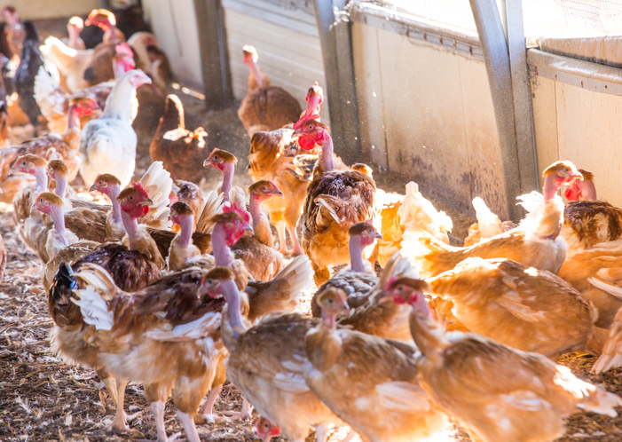 Precision nutrition boosts sustainability of poultry production