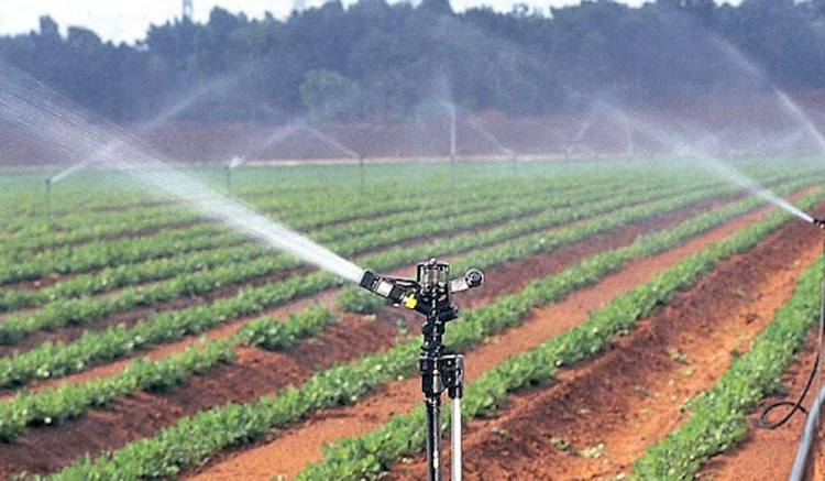 saudi watering