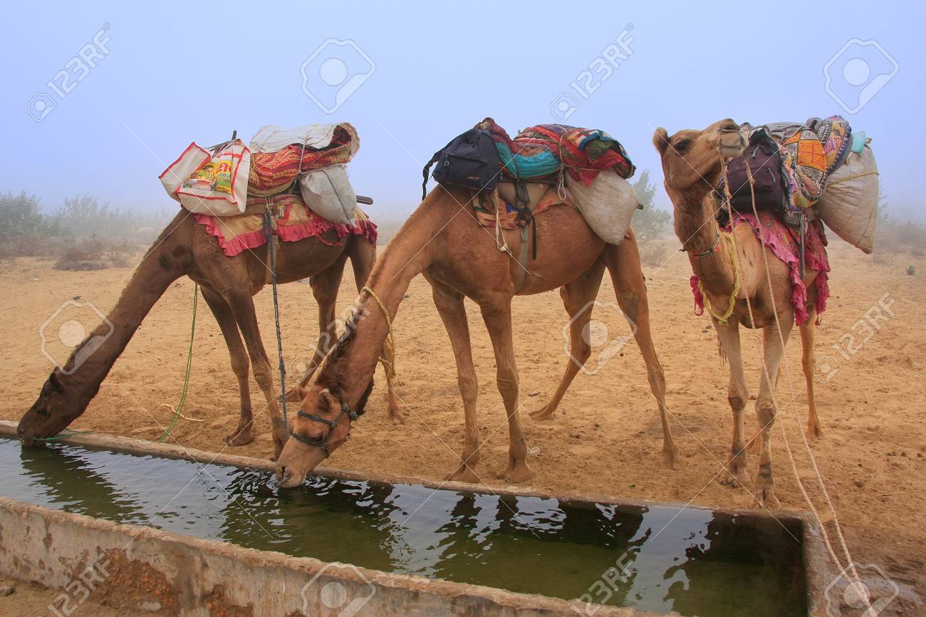 32571834 camels drinking from reservoir in a morning fog during camel safari thar desert rajasthan india