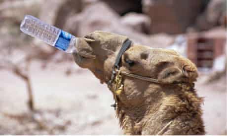 Camel drinking Jordan Pet 007