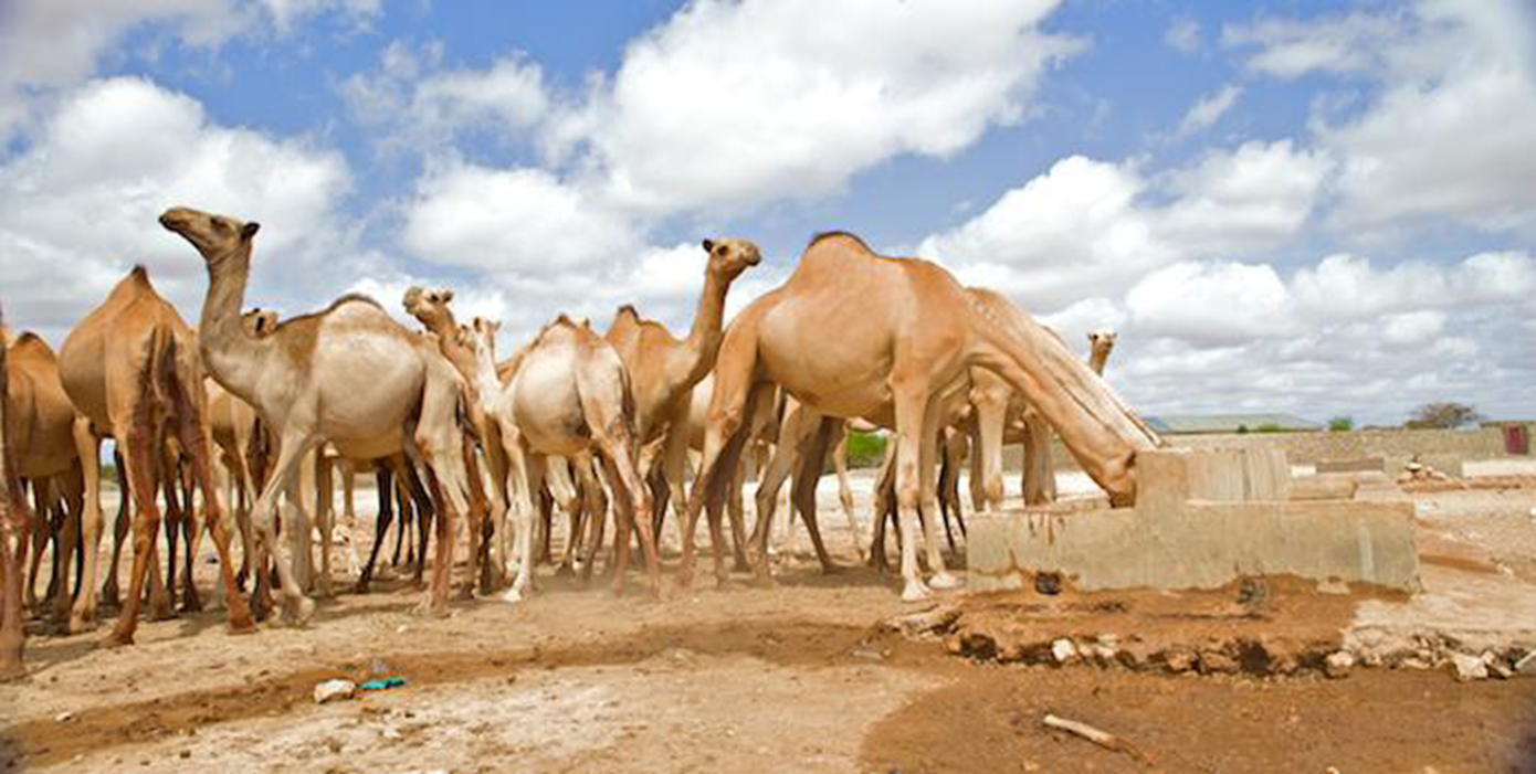 Camels drink at a water point 8331340888