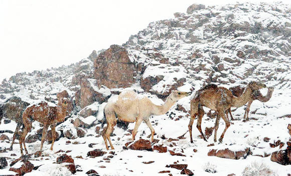 camel in snow