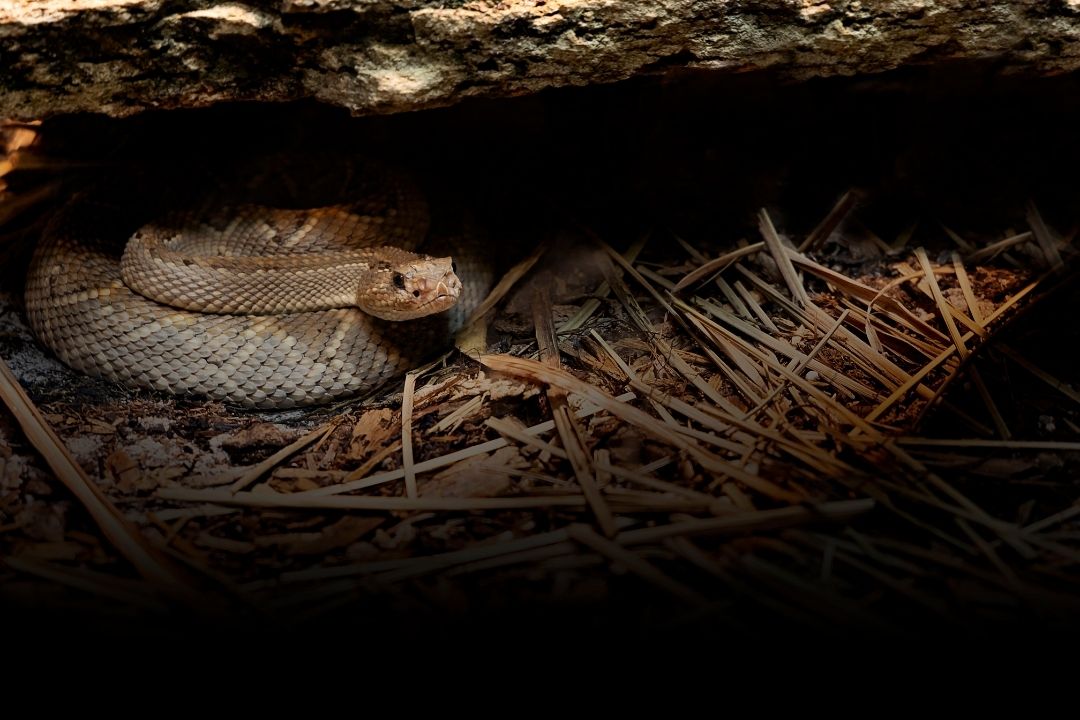 rattler snake hibernating in den