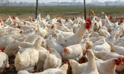 1033852 310841 Bird Flu updates