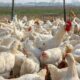 1033852 310841 Bird Flu updates