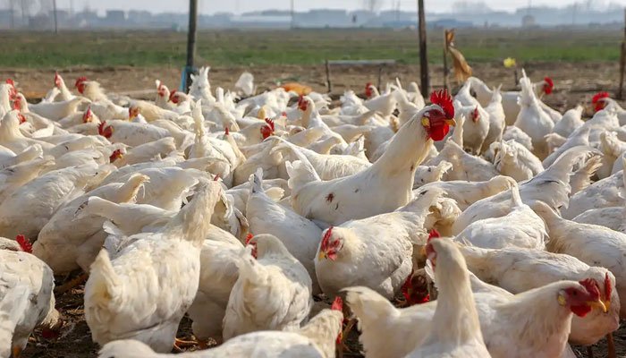 1033852 310841 Bird Flu updates