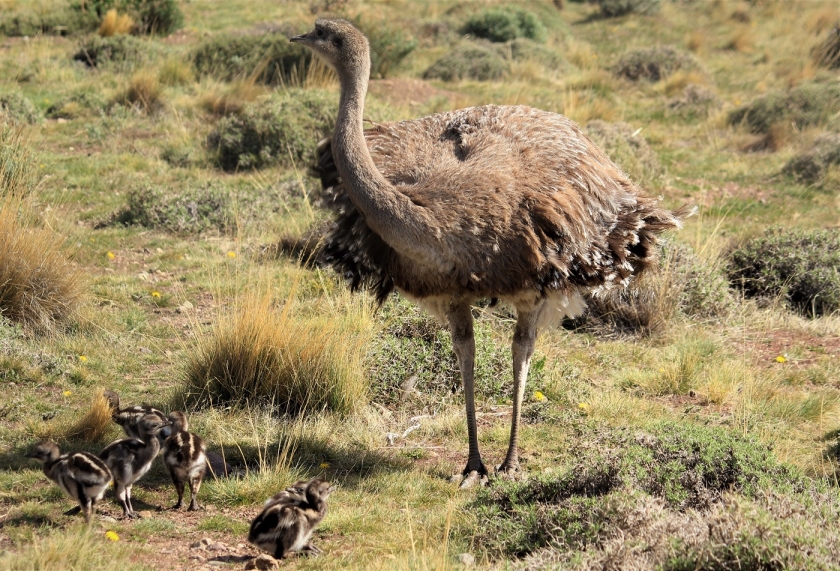 Rhea 1 Photo by DarwinTompkins Foundation