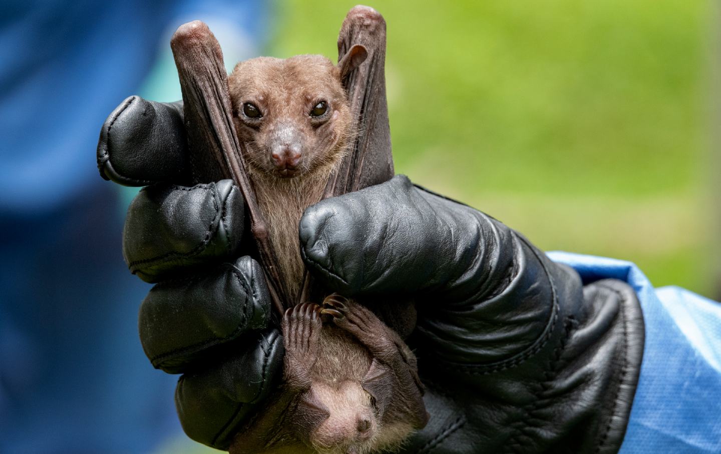 fruit bat getty img