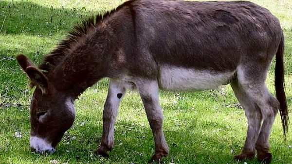 donkey3 1654083111