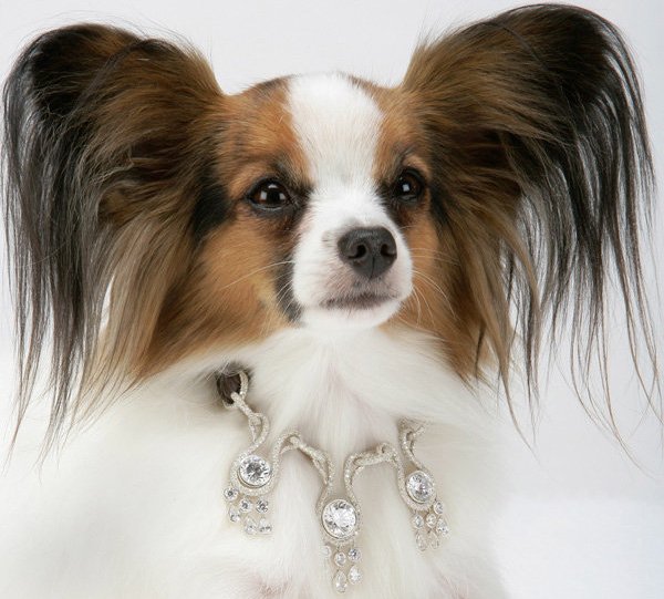 most expensive dog collar